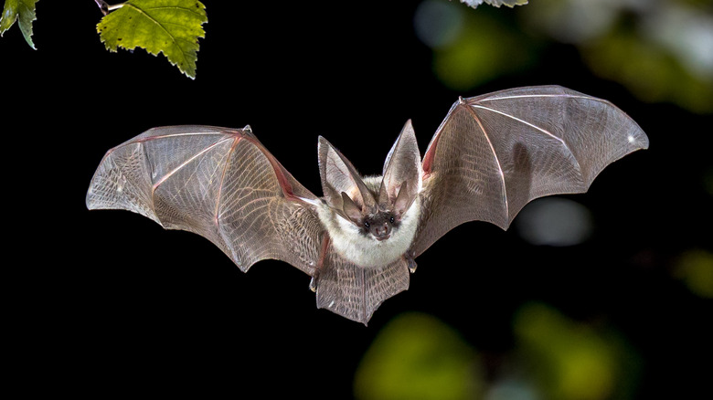 Bat in flight