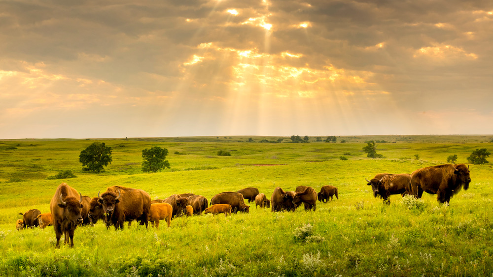 American bison roaming green pasture