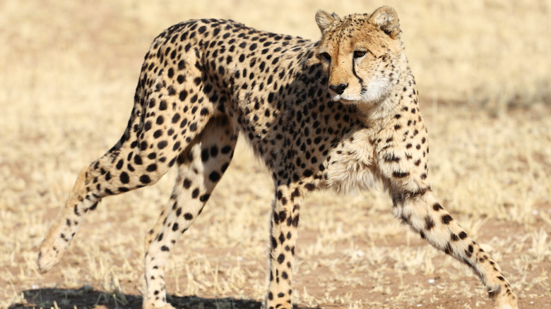 Cheetah or Cheetah Girl?