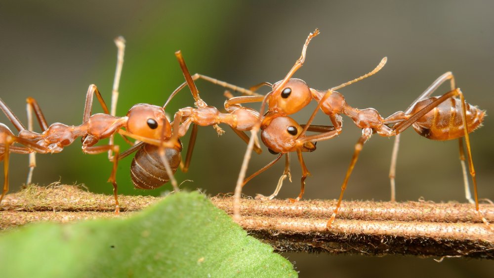 Harvester Ant