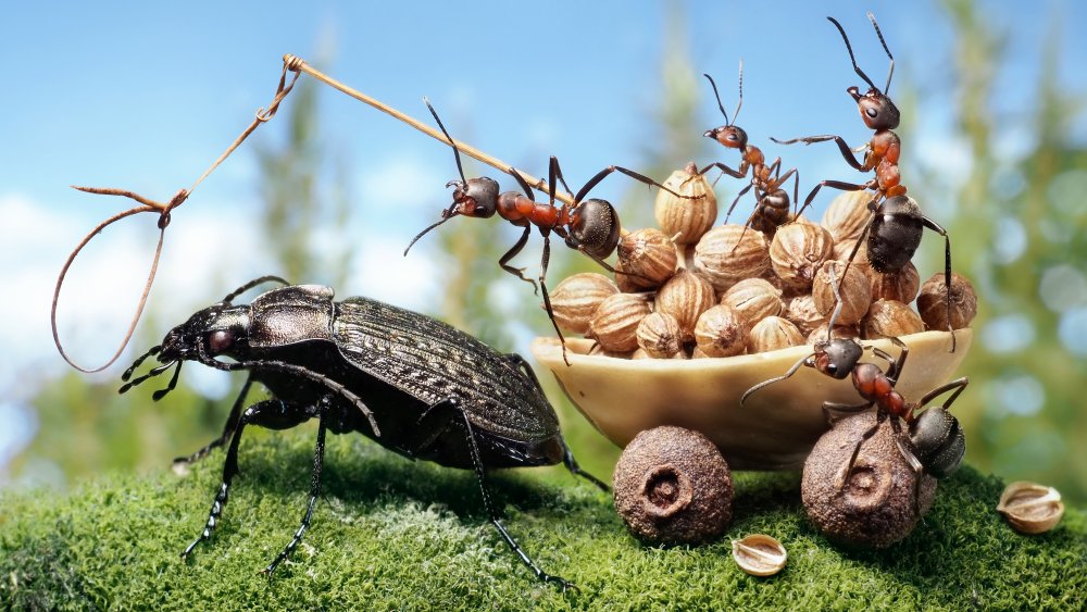 Harvester Ants