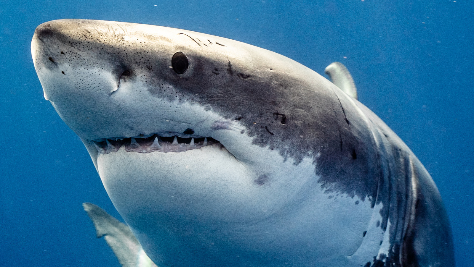 the-interesting-reason-why-sharks-spit-out-their-entire-stomach