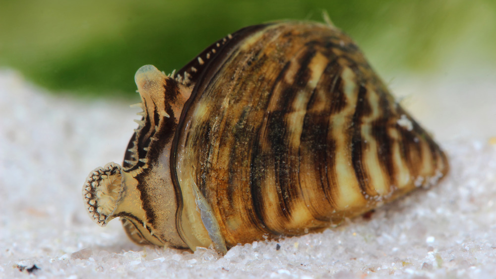 Invasive species, zebra mussels 