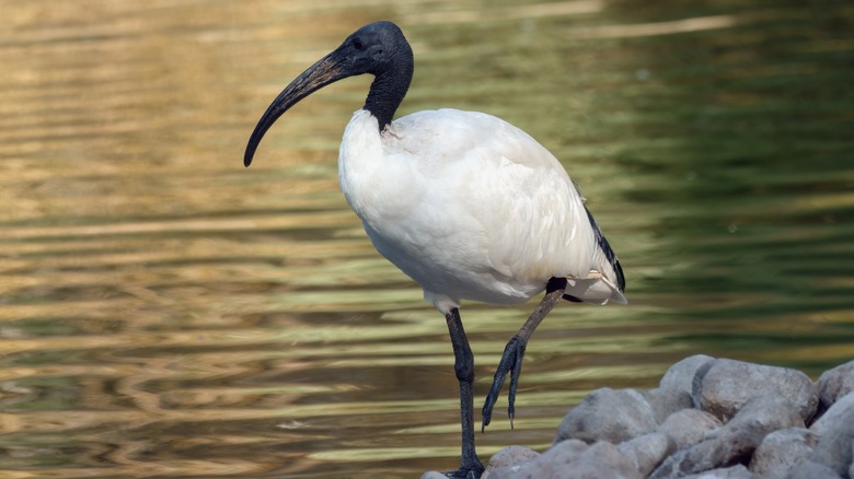 Ibis bird