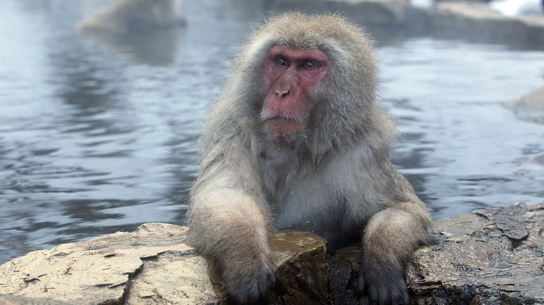 Japanese Macaque in a thermal pool