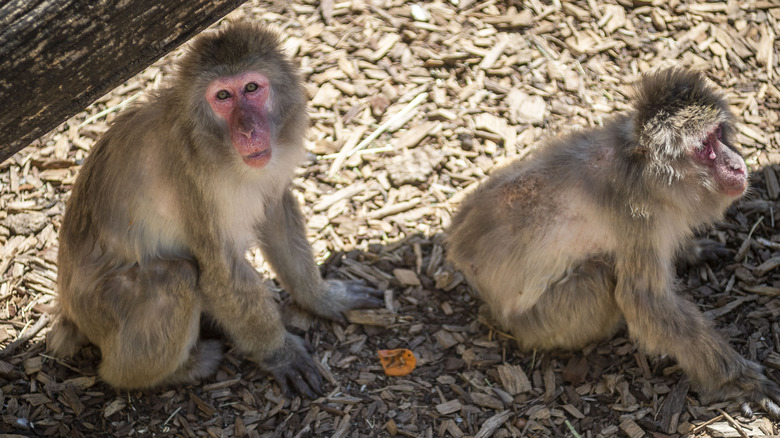 Japanese Macaques