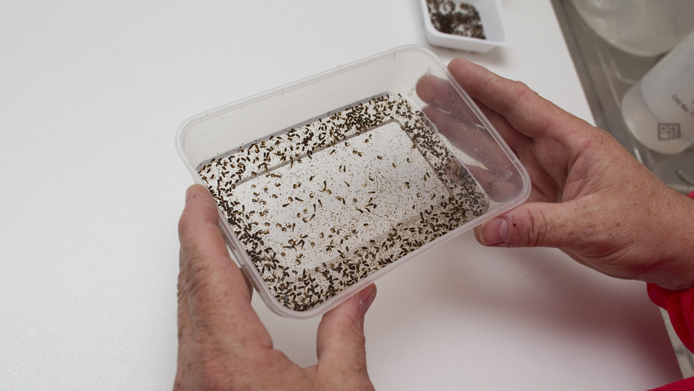 A scientist examines infant mosquitos in a laboratory