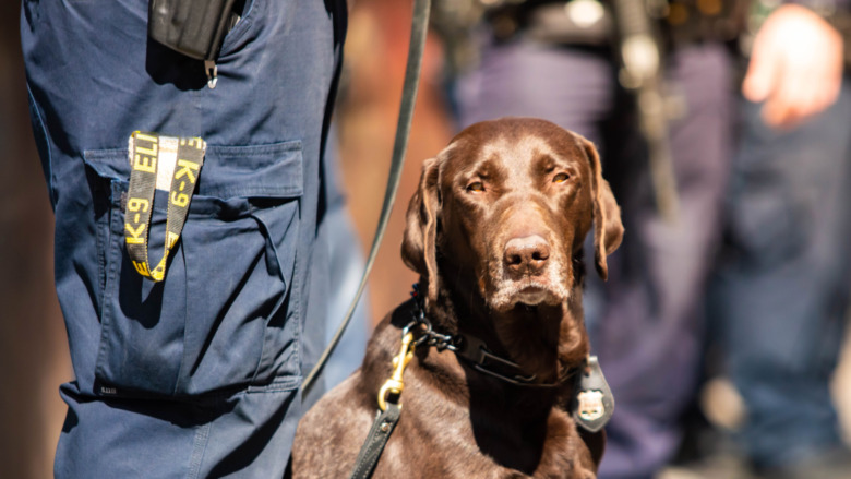 K-9 police dog