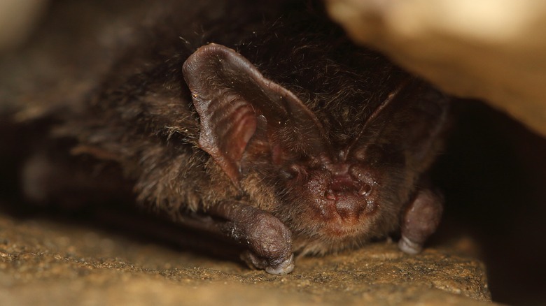 barbastelle bat asleep