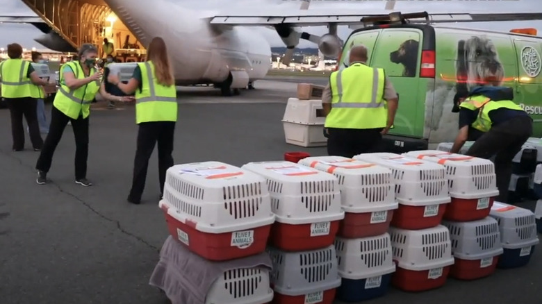 animal carriers loaded into airplane 