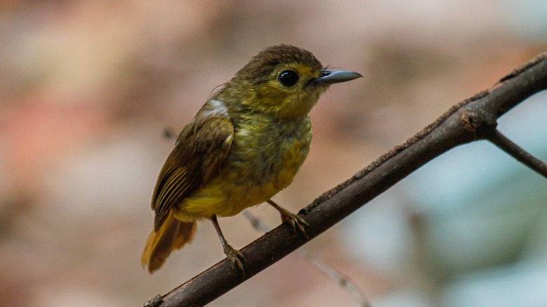 Sumatran songbird on a branch