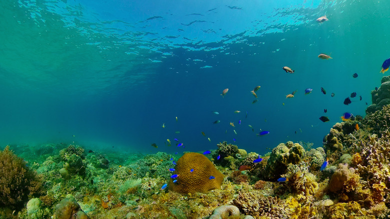 Reef in the Philippine Sea