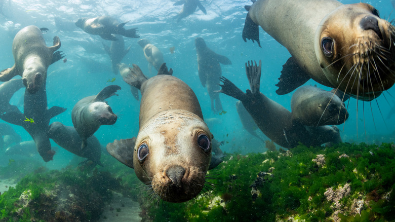 Sea lions in Southern Ocean