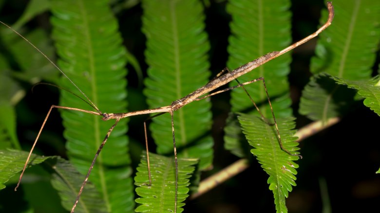 Chan's Megastick, Biggest Stick Bug 