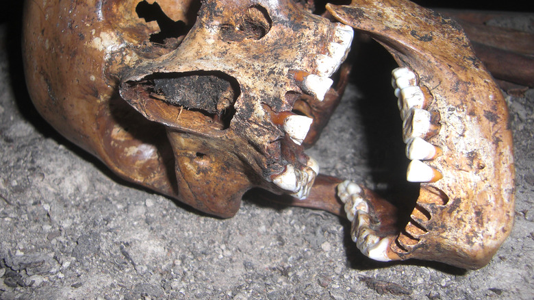 neolithic skull