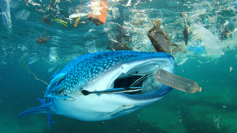 whale shark surrounded by plastic