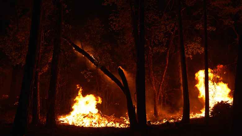 Dixie Fire consuming the forest