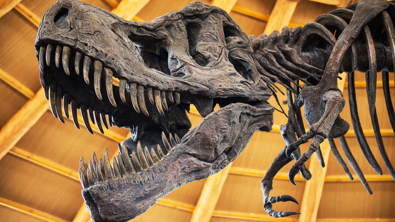 The Largest T. Rex Discovered Is Nearly 70% Larger Than Previously Believed