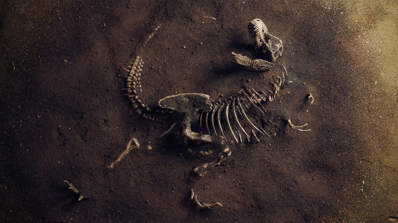 Tyrannosaurus rex fossil in dirt