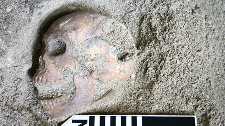 Prehistoric human skull