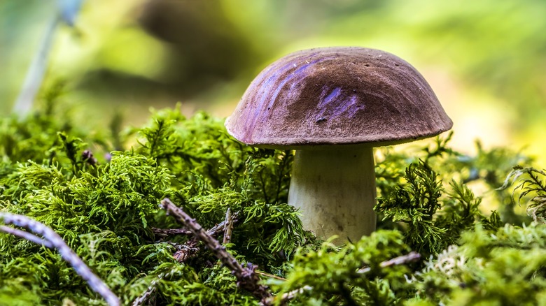 Fungus in forest moss