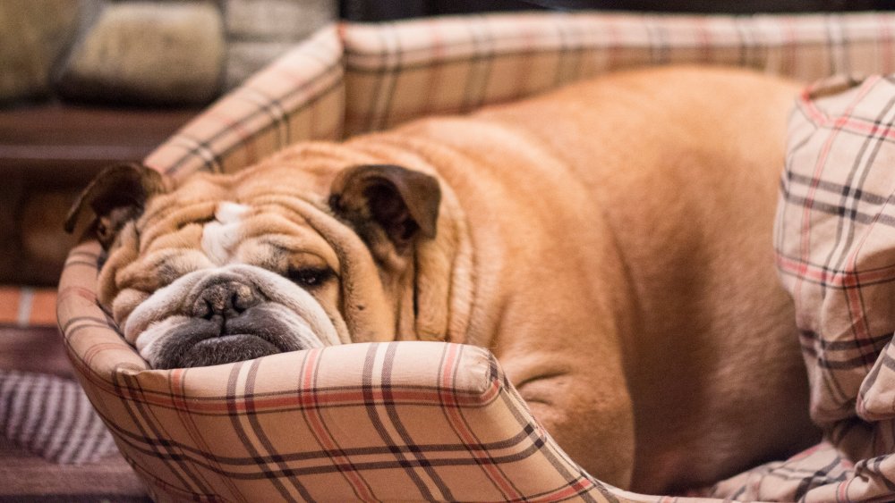which dog breeds are the laziest