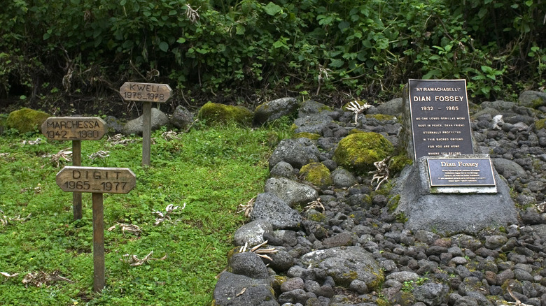 graves fossey digit in forest