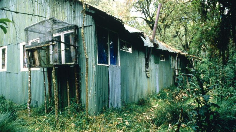 dian fossey cabin camp in forest