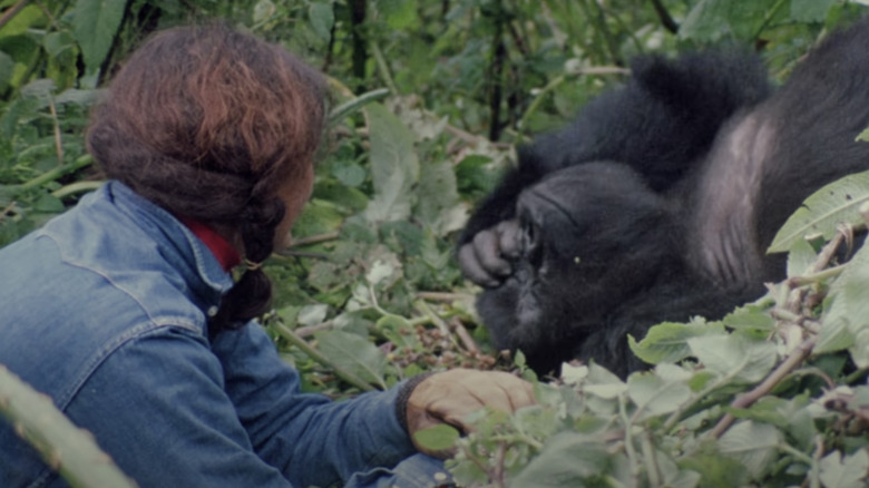Dian Fossey gorilla jungle