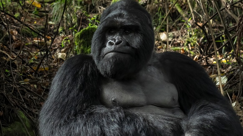 mountain gorilla male silverback