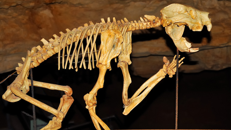 skeleton of marsupial lion 