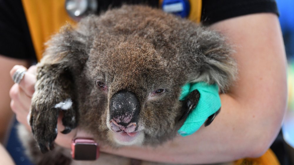 Baby Drop Bear