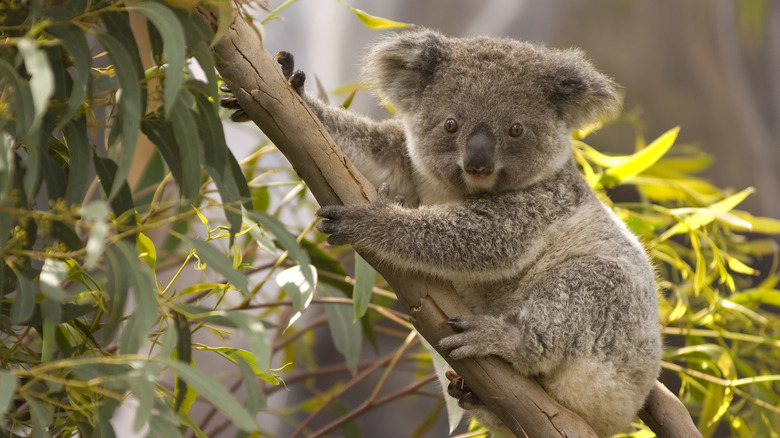 These giant 'drop bear' in Australia grew huge?