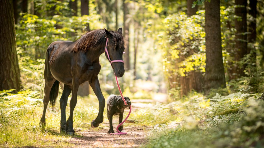 dog and horse