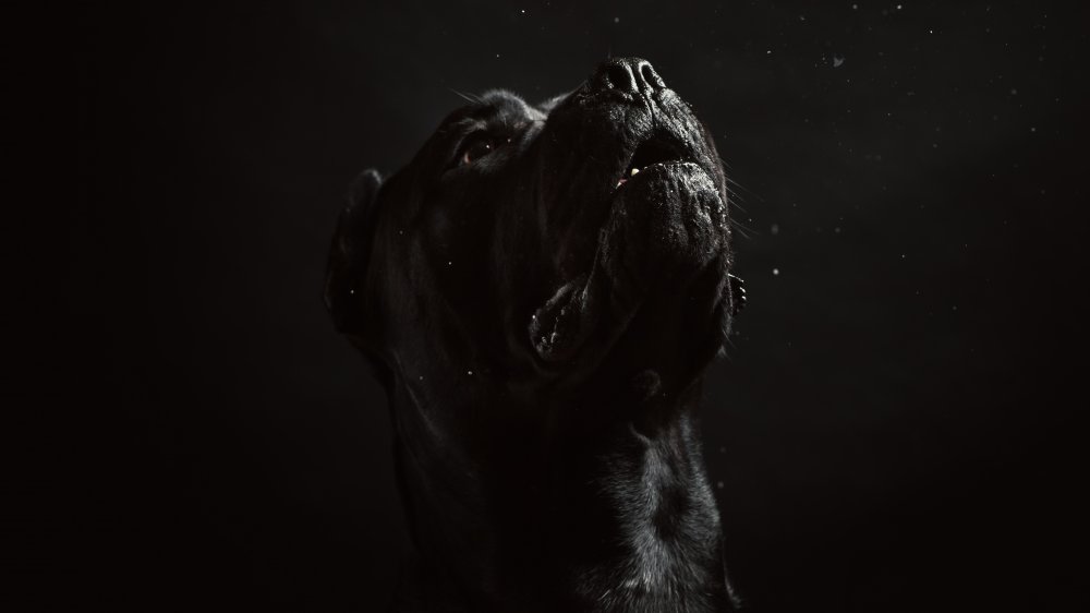 The Legend of the Black Dog