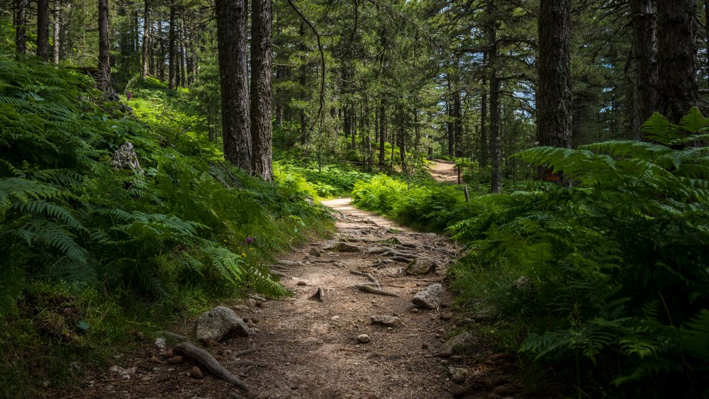 forest path