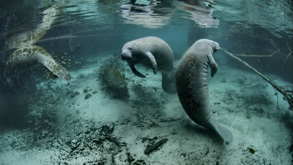 florida manatees