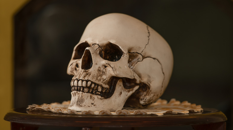 Skull on display