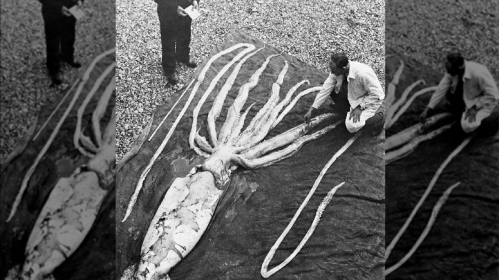 giant squid