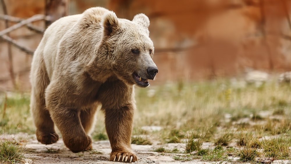 Himalayan brown bear