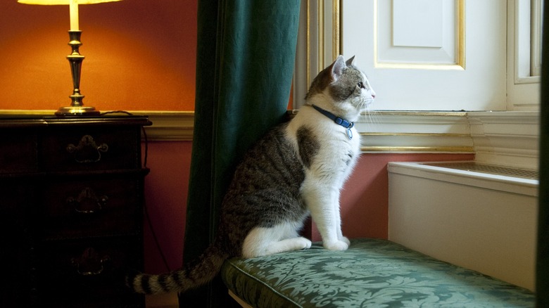 Larry the Cat looking out the window at 10 Downing Street