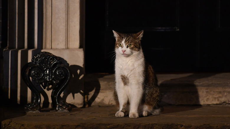 Larry the cat outside 10 Downing Street at night