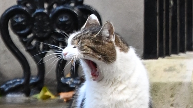 Larry the cat yawning outside 10 Downing Street