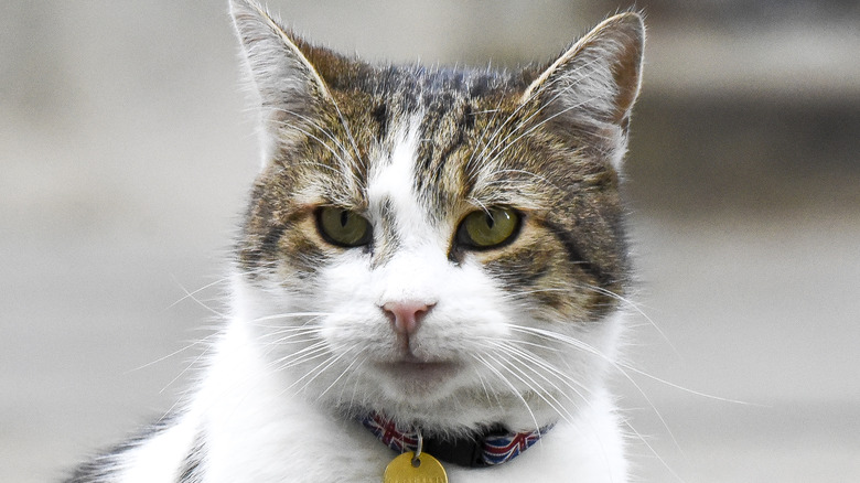 Larry the Cat 10 Downing Street