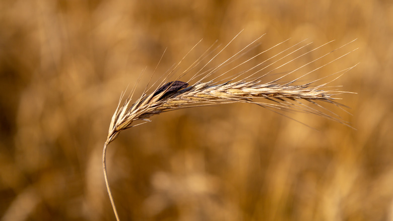 Ergot on rye