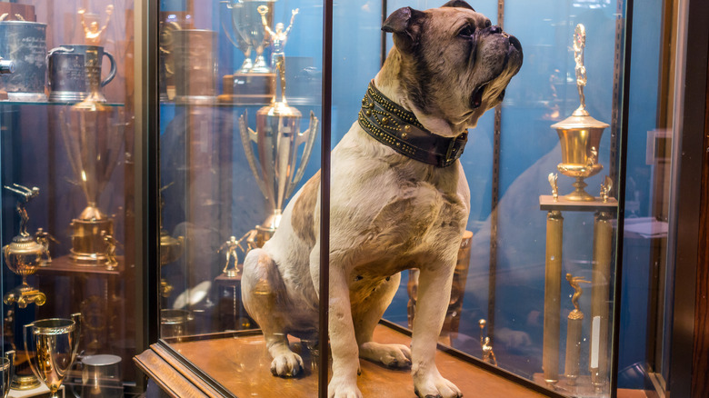 Handsome Dan I, first Yale bulldog