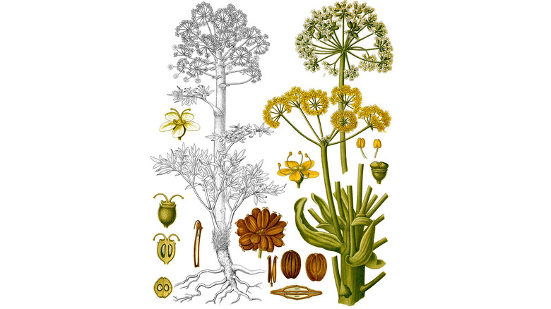 Botanical drawing of Ferula foetida.