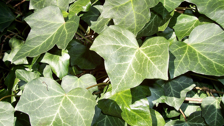 Ivy leaves bunched together