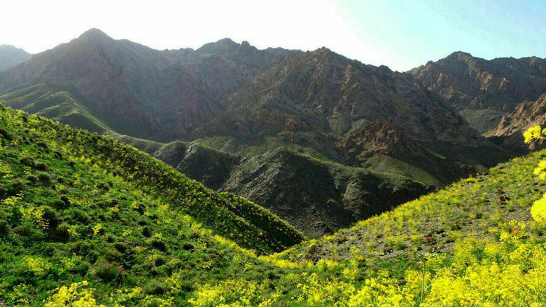 A Ferula meadow in Iran.