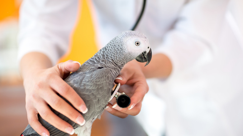 African Grey parrot with a veterinarian 